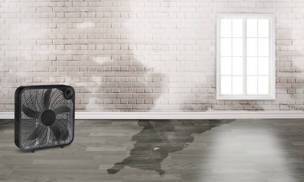 Best Water damage contractors near me  in Horicon, WI